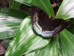 Euthalia monina monina