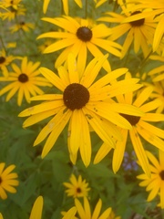 Rudbeckia fulgida