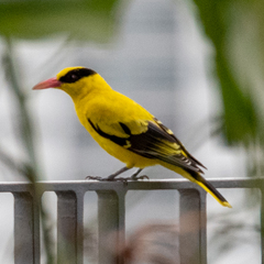 Oriolus chinensis