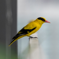 Oriolus chinensis