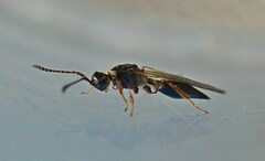 Diapriinae