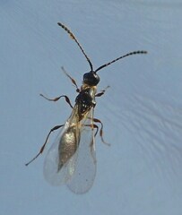 Diapriinae