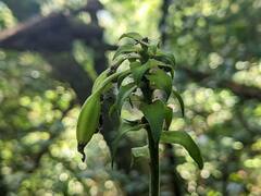 Calanthe triplicata