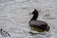 Fulica cristata