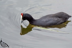 Fulica cristata