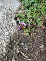 Gentianella amarella