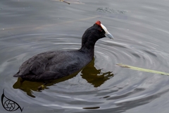 Fulica cristata