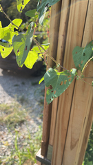 Persicaria perfoliata