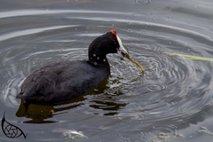 Fulica cristata