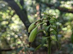 Calanthe triplicata