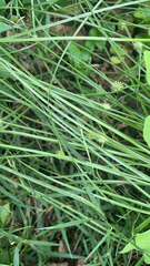 Cyperus brevifolius