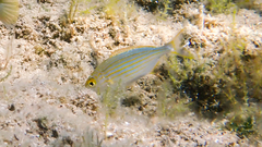 Sarpa salpa