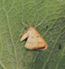 Isturgia arenacearia