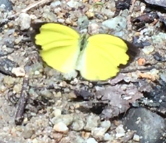 Eurema hecabe hecabe