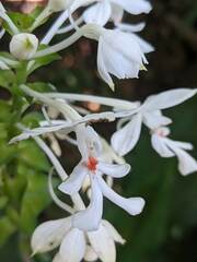 Calanthe triplicata