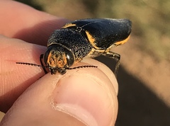 Hippomelas sphenicus