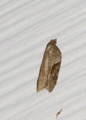 Acleris macdunnoughi