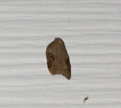 Acleris macdunnoughi