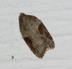 Acleris macdunnoughi