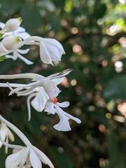 Calanthe triplicata