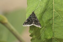 Heliothela wulfeniana