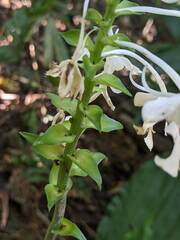 Calanthe triplicata