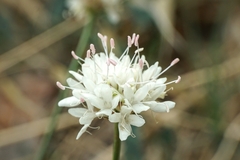Cephalaria leucantha
