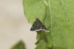 Heliothela wulfeniana