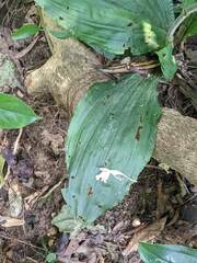 Calanthe triplicata
