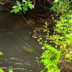 Rhyothemis variegata