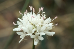 Cephalaria leucantha