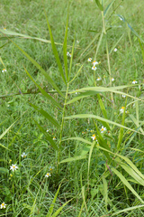Phragmites vallatoria