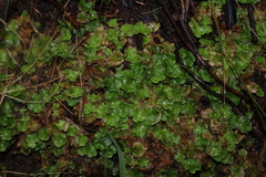 Lunularia cruciata