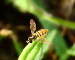 Toxomerus floralis