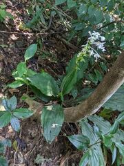 Calanthe triplicata