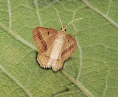 Isturgia arenacearia