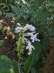 Calanthe triplicata