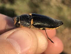 Hippomelas sphenicus