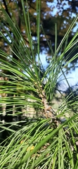 Pinus sibirica