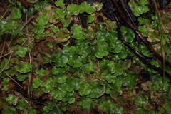 Lunularia cruciata