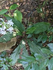 Calanthe triplicata