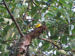 Euphonia laniirostris