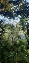 Pinus sibirica