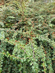 Cotoneaster