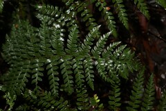 Polystichum proliferum