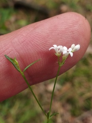Asperula tinctoria