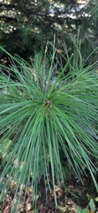 Pinus sibirica