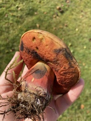 Neoboletus luridiformis