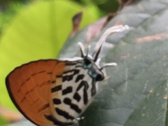 Drupadia ravindra