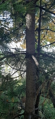 Pinus sibirica
